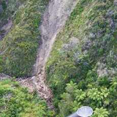 Forest damage, Taneatua forest